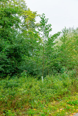 Thumbnail: _JA 40700 Natur pur , Gemeinde hat Bäume neu gepflanzt.jpg